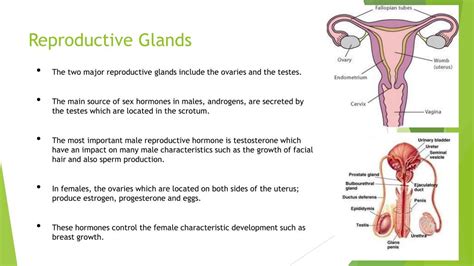 The Female Reproductive Organs The Endocrine Glands That