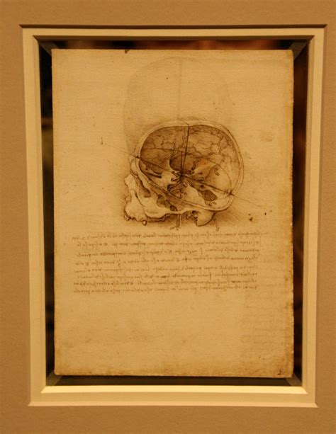 Leonardo Da Vinci Anatomist 15 The Queens Gallery Buck Flickr