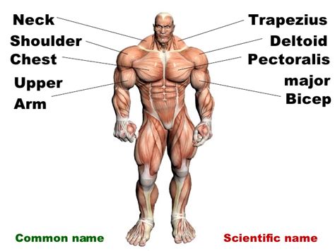Major muscles of the body, with their common names and scientific (latin) names your job is to diagram and label the major. Anterior Muscles