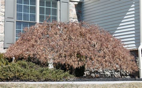 Why So Many Japanese Maples Are Dying Garden Housecalls