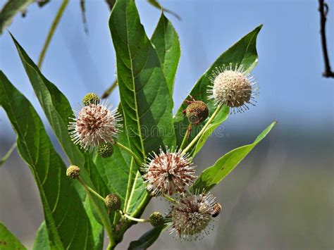 Buttonbush Cephalanthus Occidentalis Stock Photo Image Of Willow