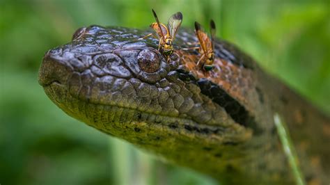 New Species Of Giant Snake Discovered In The Amazon During Filming For
