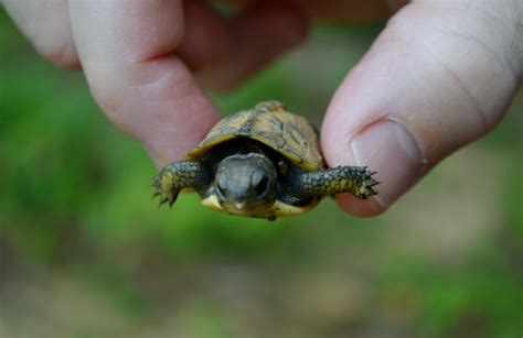 Baby Box Turtle Care