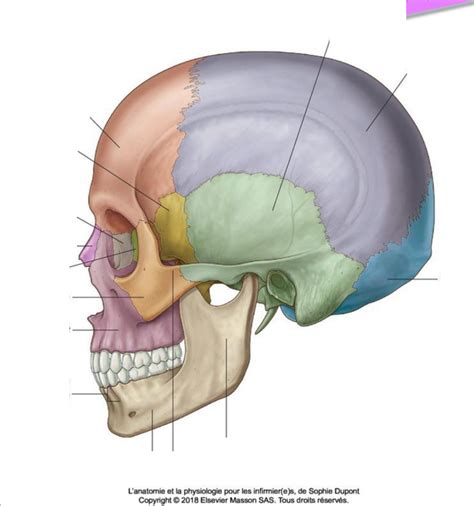 Diagramme De 24 Schéma Du Crâne Quizlet