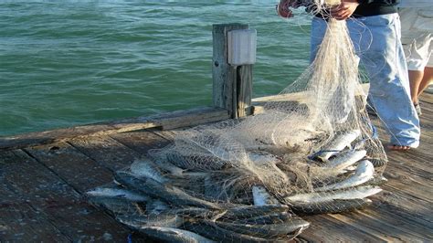 Amazing Big Cast Net Fishing Traditional Net Catch Fishing In The