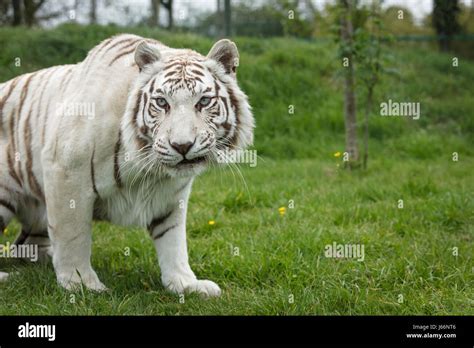 White Tiger Cat Stock Photo Alamy
