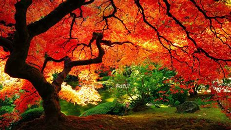 All New Wallpaper The Beautiful Autumn Wallpaper For