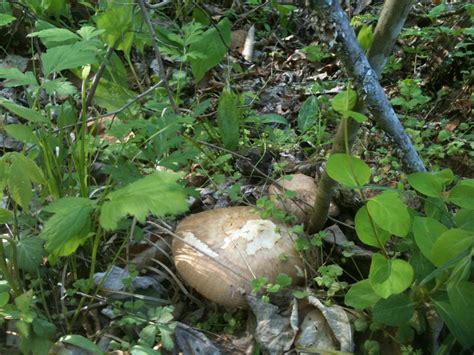Virginia Spring Mushroom Finds Mushroom Hunting And