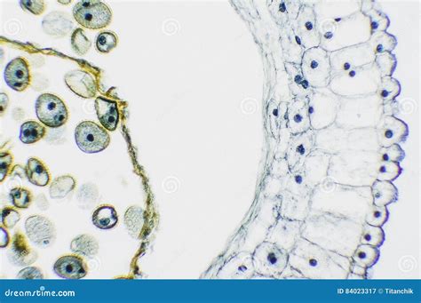 Lily Ovary Detail Stock Image Image Of Plant Microscopic 84023317
