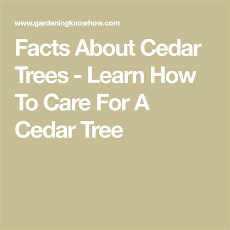 Facts About Cedar Trees Learn How To Care For A Cedar Tree Cedar