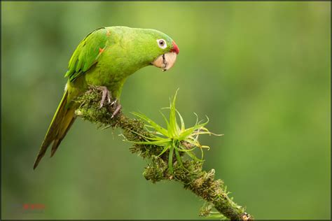 Crimson Fronted Parakeet Psittacara Finschi Perched On A Branch