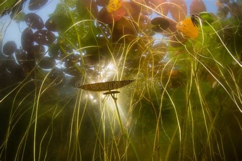 Lily Pads Underwater In Freshwater Lake Stock Image Image Of Biology