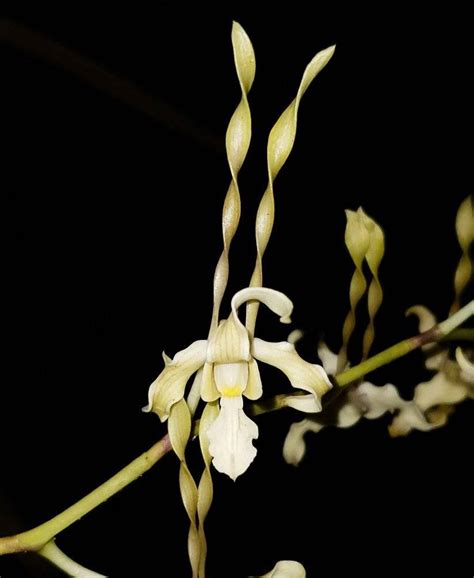 Dendrobium Amrit Kaur