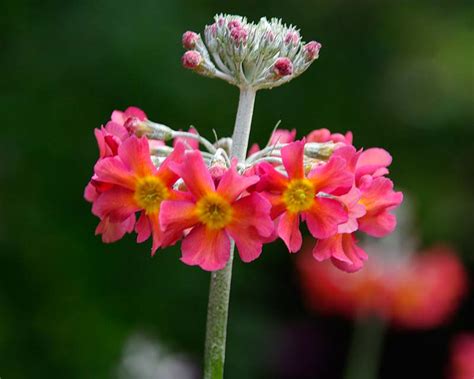 Discover more property information on zoopla. Primula Candelabra hybrids | GardensOnline