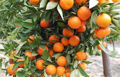 Moccurod 20pcs Mandarin Orange Tree Seeds Citrus Reticulata Blanco