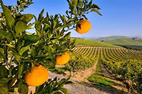 Family owned & operated for over twenty years, we supply the best varieties of fruit trees for growing in southern california, plus the knowledge to help them thrive in your home garden. The Dekopon arrives in California | Citrus trees, Backyard ...