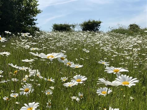Practical Advice On Managing Wildflower Meadows All Ireland