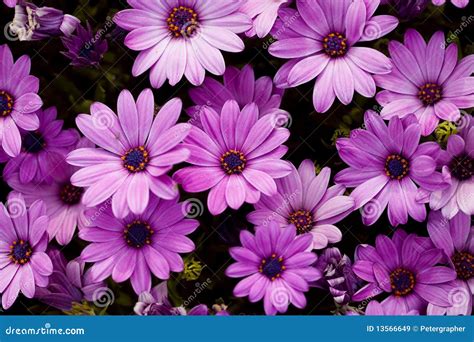 Beautiful Purple Flower Royalty Free Stock Images Image 13566649