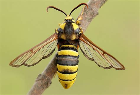 Mulai dari jenis serangga sampai jenis mamalia. Ini Dia Hewan Yang Menyamar Menjadi Hewan Lain ! - Page 4 ...