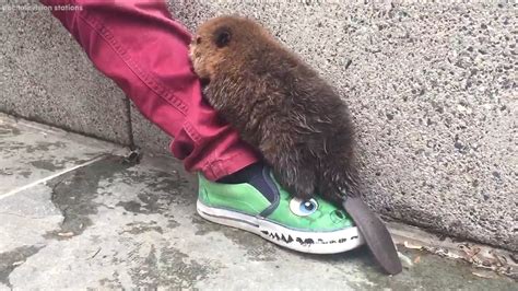 Adorable Baby Beaver Spotted Wandering In Washington Dc Abc7 San