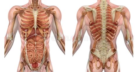 It works over all the products of digestion. Internal Organ Location Back - Diagram Body Organs Diagram From Back Full Version Hd Quality ...