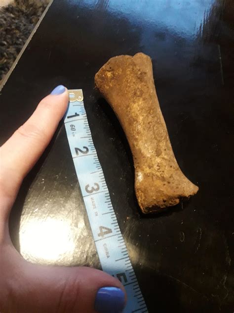 What Does This Bone Belong To Rbonecollecting