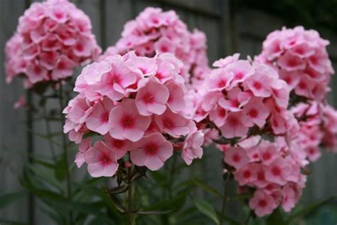 1pink Phlox Paniculata Flowers Everything Backyard