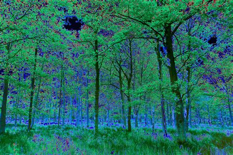 Forest Art Digital Art By David Pyatt Fine Art America