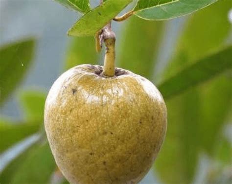 Monkey Apple A Not So Popular But Interesting Fruit Things Guyana