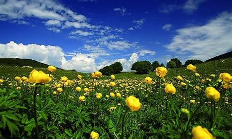 Fiori gialli primaverili spontanei / fiori spontanei gialli : Trentino. Il bello delle fioriture di montagna - la Repubblica