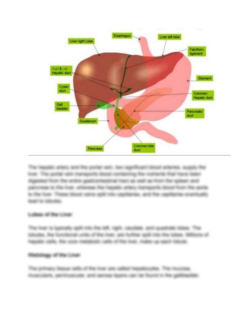 Solution Describe The Liver In Detail And Its Histology Studypool