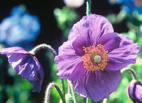 50 Himalayan Poppy Seeds Hensol Violet Poppy Seeds Flower Etsy