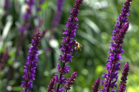 An evergreen groundcover, this ice plant blooms in late spring. Southern Utah Gardening: Meadow sage is a superb perennial