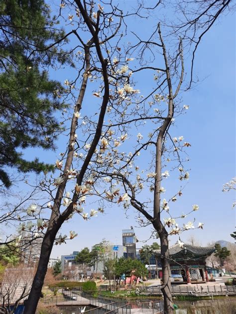 Taman bunga celosia hadir melengkapi daftar tempat wisata favorit di semarang. Bunga-bunga Musim Semi Korea Selatan di Tengah COVID-19 - kumparan.com