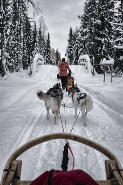 Have fn with skillfull huskies driving your own sled stunning snowy landscape relax in. Dog Sledding in Finland - Hecktic Travels
