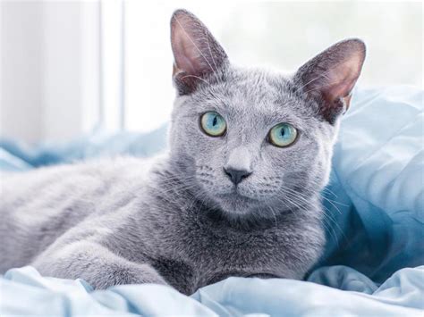 Picking a name with meaning can make your bond with your russian blue even more meaningful. 45 Cat Breeds With the Friendliest Personalities (With ...