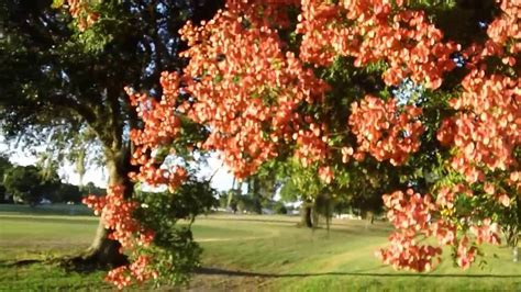 The dry branches with the fruits are used to accentuate flower arrangements. 🌿Wonderful Orange Chinese Lantern Tree.🌹🍀HD - YouTube