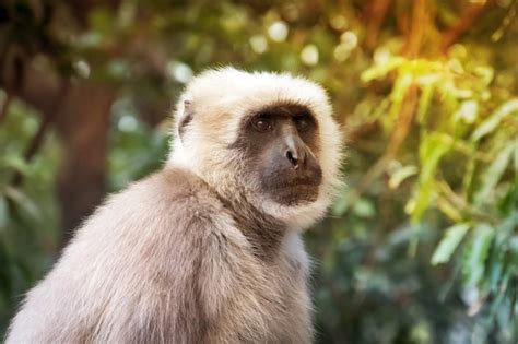 Premium Photo Monkey With White Fur On The Background Of Green Trees