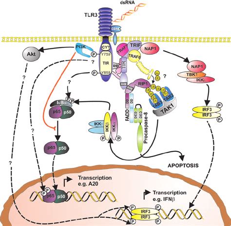 Tlr Signaling Pathways Binding Of Dsrna To The Tlr Cd Complex Download Scientific Diagram
