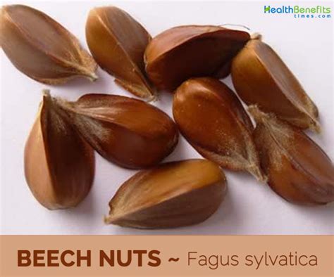 Beech Nut Facts And Health Benefits