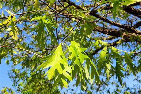 How To Identify 23 Common Oak Tree Species Simplym Press