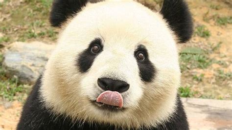 11 Curiosidades Sobre Os Pandas Gigantes Curiosidades Ig