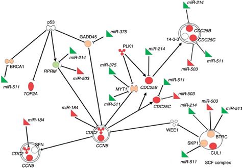 Cell Cycle G2m Dna Damage Checkpoint Regulation As The Top Canonical