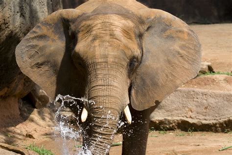African Elephant Zoo Atlanta