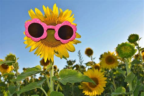 Sunglasses On Sunflower Photograph By Maria Dryfhout