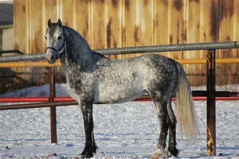 Orlov Trotter Horses Grey Horse Horses For Sale