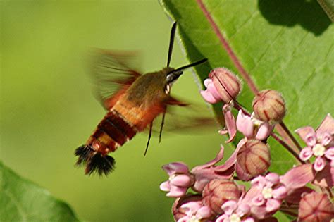 Nature Tales And Camera Trails Clearwing Hummingbird Moth