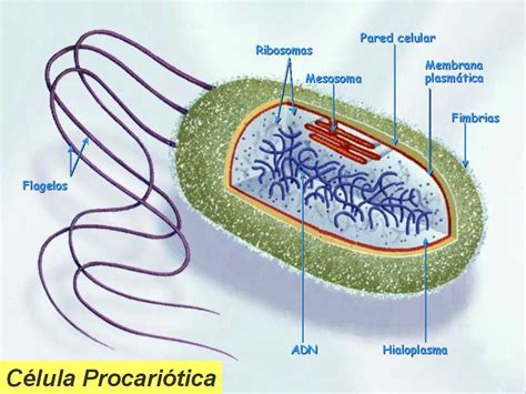 Blog Aformar 3 Diagrama De Celula Procariota
