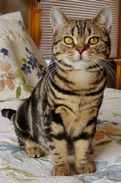 Cat Breeds Brown Tabby Pets Lovers