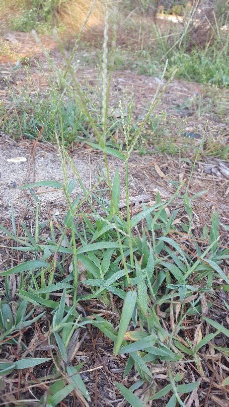Weed Of The Month Crabgrass Home And Garden Information Center